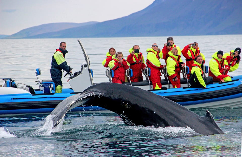  Húsavík: Big Whale Safari & Puffin Island Tour 