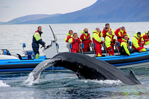 Húsavík: Original Big Whale Safari & Puffins by Speedboat