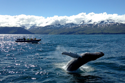 Húsavík: Original Big Whale Safari & Puffins by Speedboat