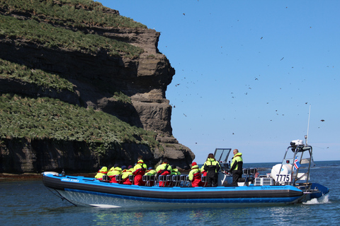 Húsavík: Original Big Whale Safari & Puffins by Speedboat