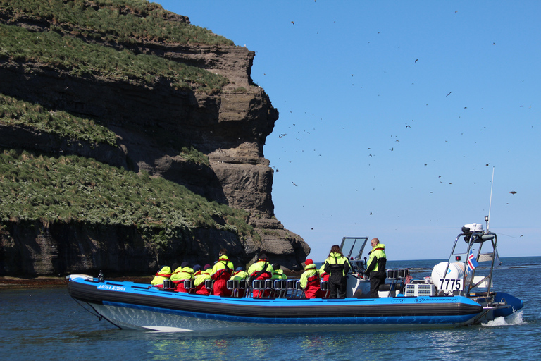 Húsavík: Original Big Whale Safari & Puffins by Speedboat