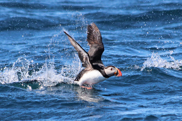 Húsavík: Original Big Whale Safari & Puffins by Speedboat