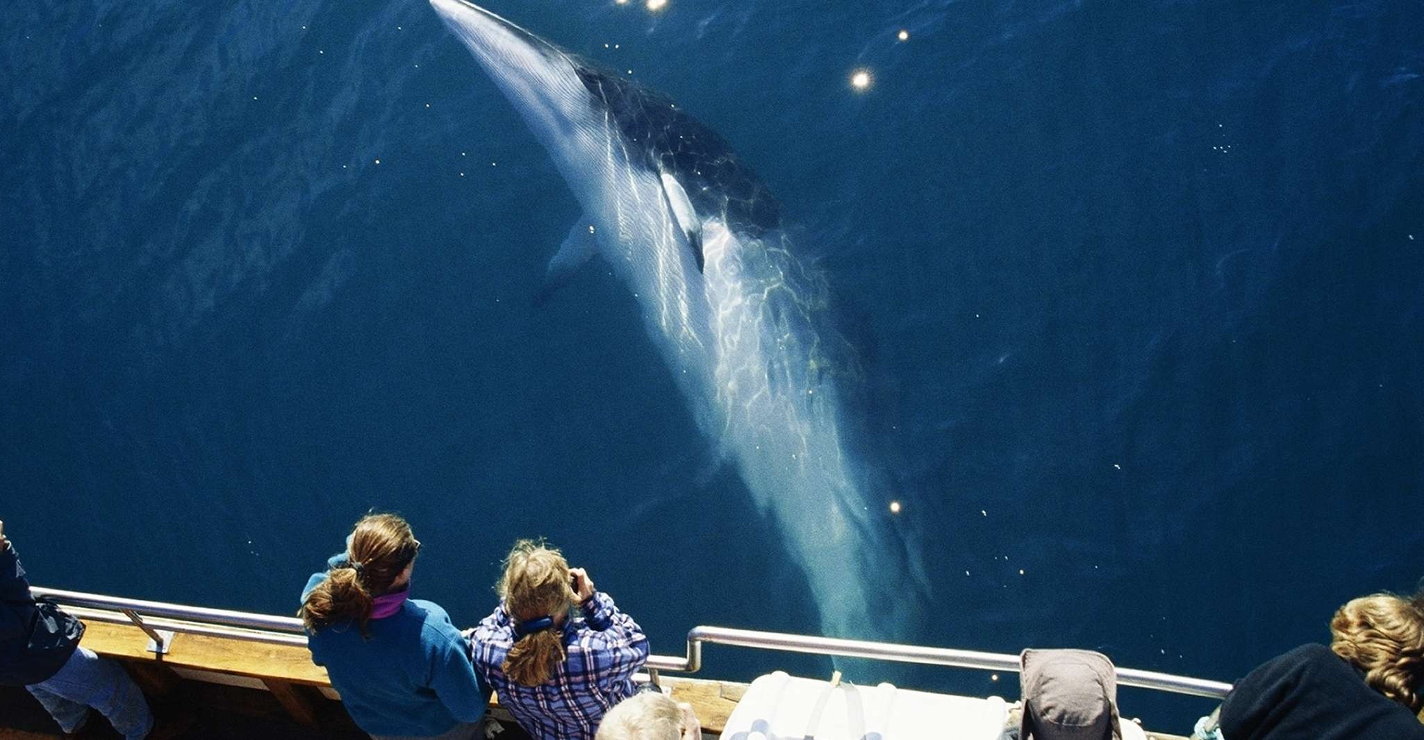 Húsavík, Avistamiento de ballenas en un barco de roble neutro de carbono - Hizvo