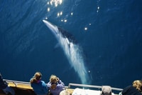 Húsavík, Whale Watching on a Carbon Neutral Oak Boat - Hizvo