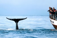 Húsavík, Whale Watching on a Carbon Neutral Oak Boat - Hizvo
