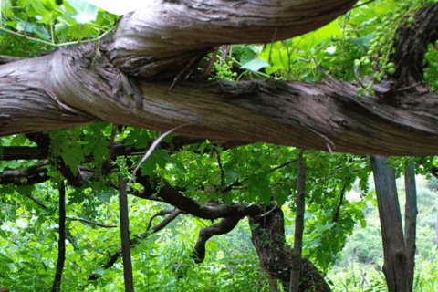Tour romantico in tuk tuk con degustazione di vini nelle colline di Amalfi