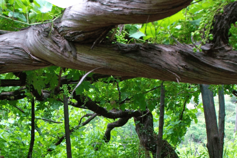 Tour romantico in tuk tuk con degustazione di vini nelle colline di Amalfi
