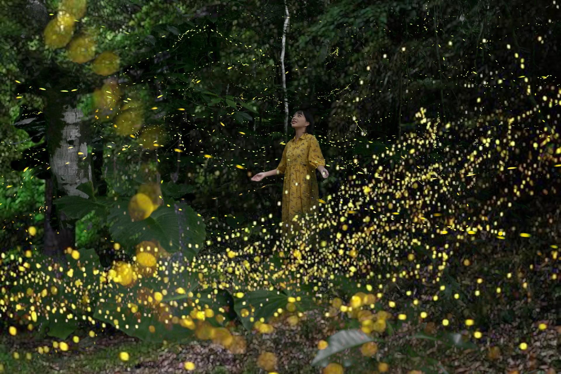 Insel Ishigaki: Yaeyamahime Firefly Viewing Tour