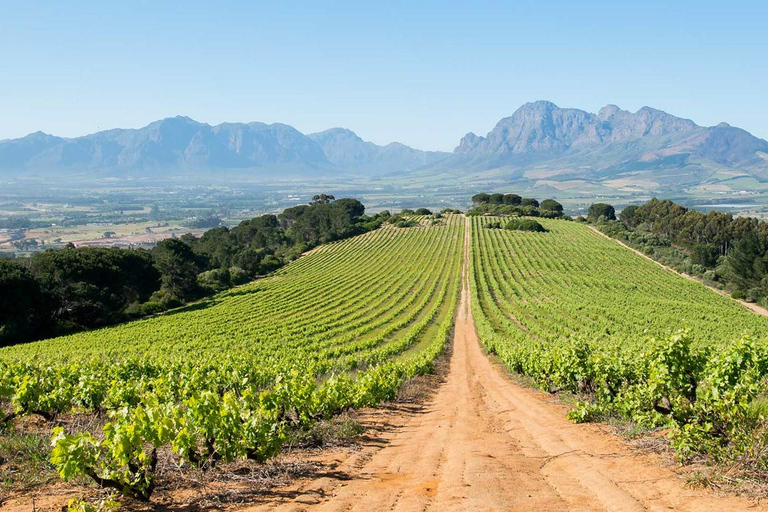 Cape Wineland 3 Award Winning Vineyards