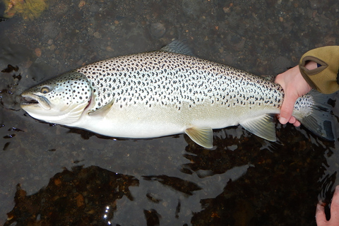 Von Reykjavik aus: See- und Flussangeltour