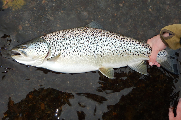 Von Reykjavik aus: See- und Flussangeltour