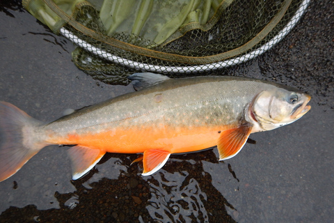 Von Reykjavik aus: See- und Flussangeltour