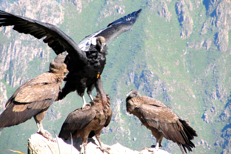 Excursión de un día al Cañón del Colca desde Arequipa con final en Puno