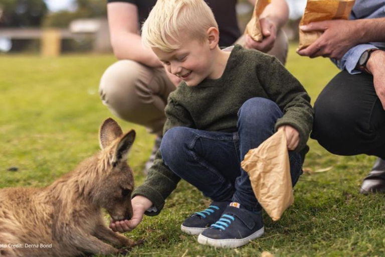 博诺朗和里奇蒙：岸上短途旅行（私人观光）Bonorong &amp; Richmond: Shore Excursion (Private Tour)