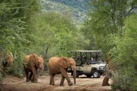 Pilanesberg Big Five Safari from Johannesburg with Open Jeep