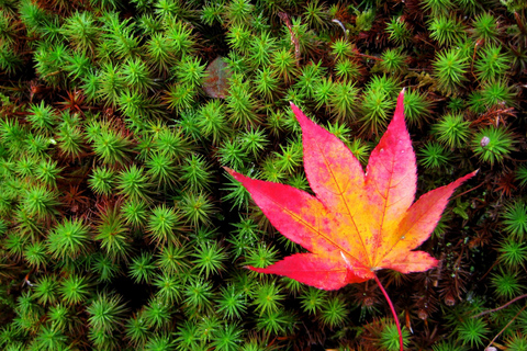 Kyoto: Kinkaku-ji Autumn Leaves Guided Tour 90 Minutes