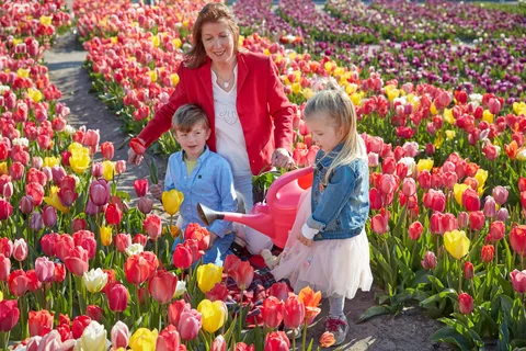 Amsterdam: Tulpenwonderland Tour