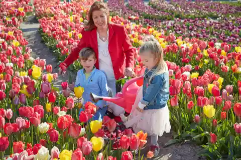 Amsterdam: Tulip Wonderland Tour