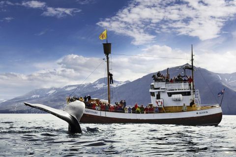 Húsavík: cruzeiro de observação de baleias e passeio guiado por papagaios-do-mar
