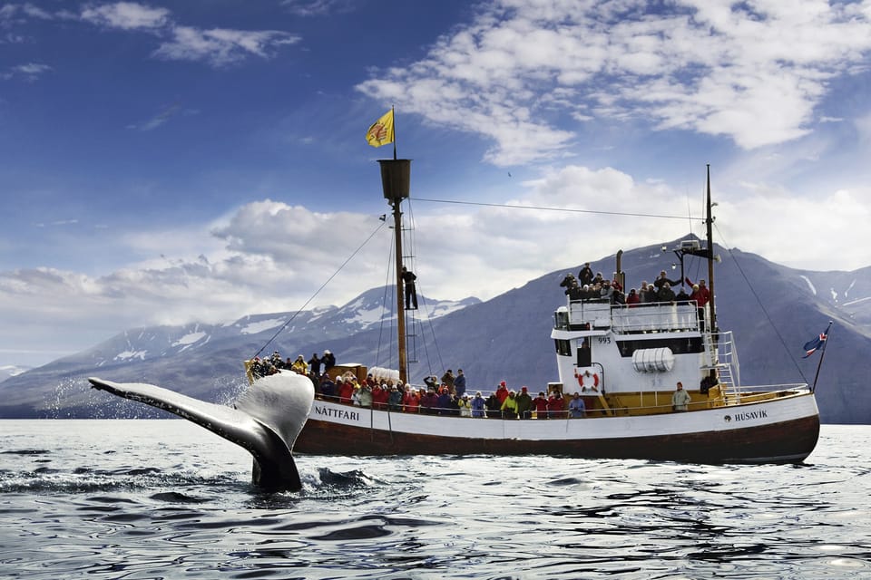  Húsavík: Whale Watching and Puffins 