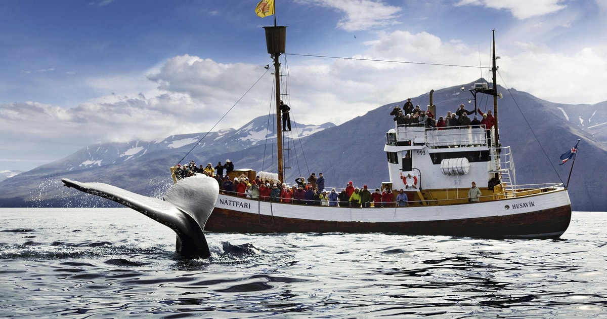 Húsavík WhaleWatching Cruise and Puffins Guided Tour GetYourGuide
