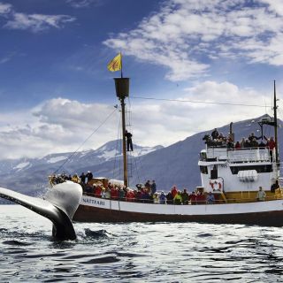 Húsavík: Whale Watching and Puffins