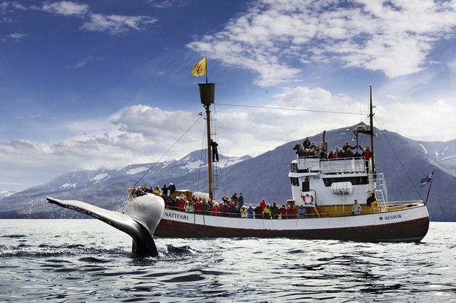 Húsavík: boottocht walvissen spotten en Puffins-eiland