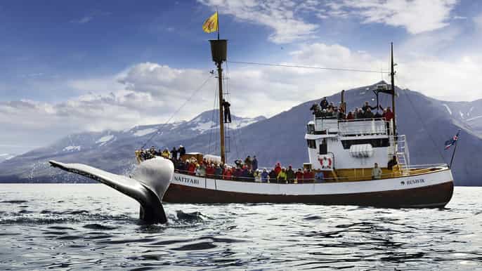 húsavík whale watching and puffins