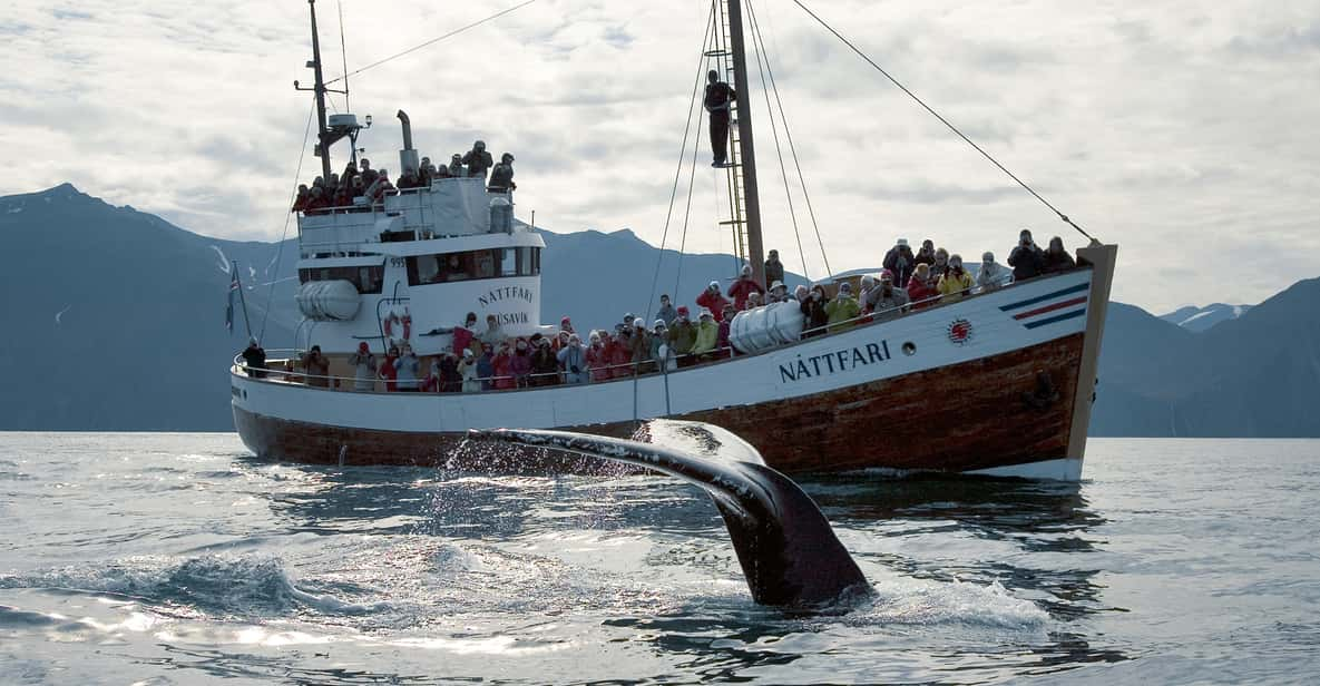 Husavik Puffin Watching | GetYourGuide