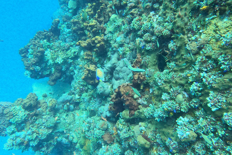 Nusa Penida: Snorkling båttur med Manta Rays