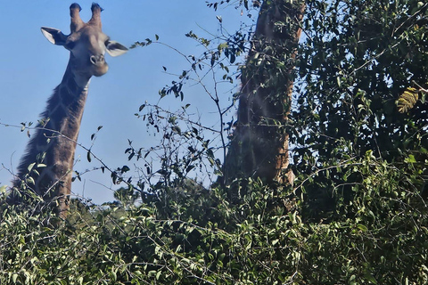 Pilanesberg full safari including lunch and transportation