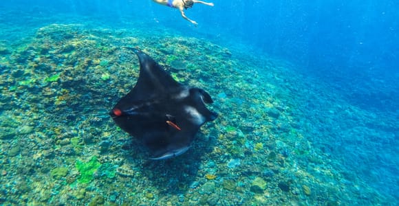Nusa Penida Snorkeling 3 Spots with GoPro & West Land Tour
