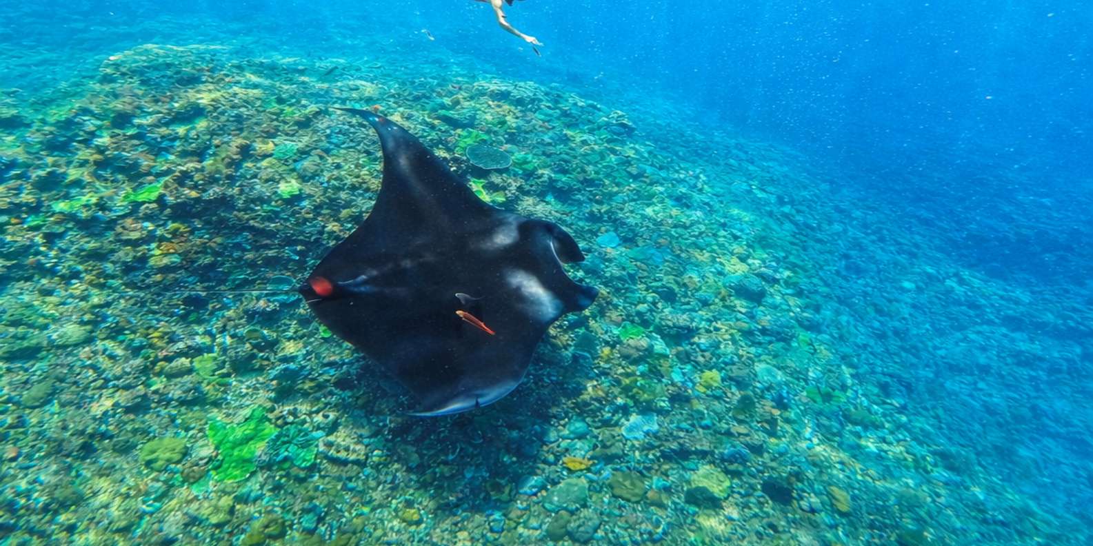 Nusa Penida: Snorkeling 3 Spots with GoPro & West Land Tour
