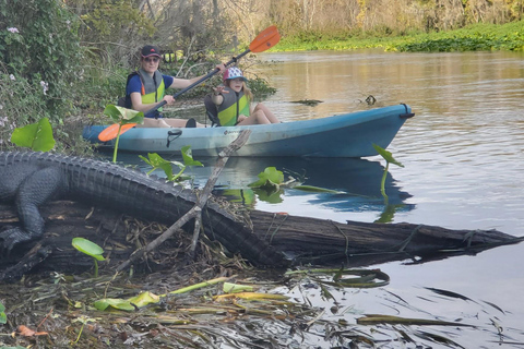 Orlando Alligator Experience: Day-Trip From Orlando Standard Option