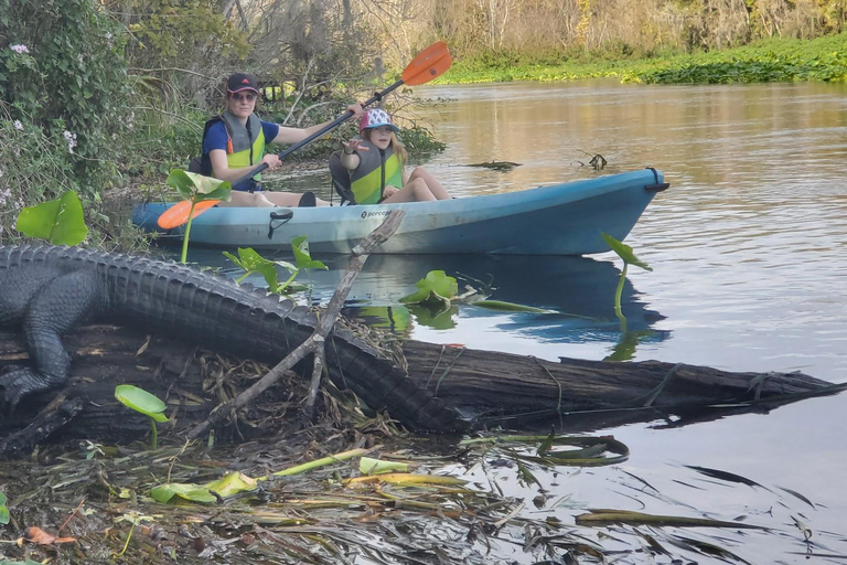 Orlando Alligator Experience: Day-Trip From Orlando Standard Option