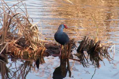 Bird Watching in the Algarve: 3-Hour Tour from Faro