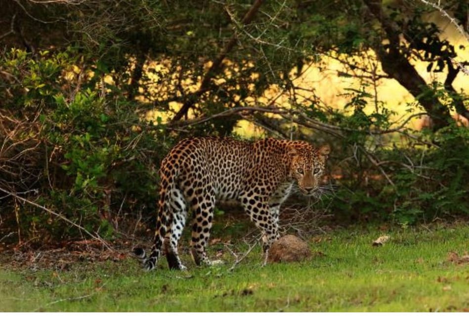 Parcul Național Wilpattu: Safari de dimineață sau de seară cu leoparzi ...