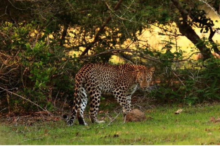 Wilpattu National Park: luipaardsafari in de ochtend of avondWilpattu National Park: Ochtendluipaardsafari