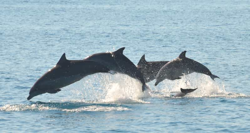 Fraser Island 4-Hour Eco-Sailing Adventure | GetYourGuide