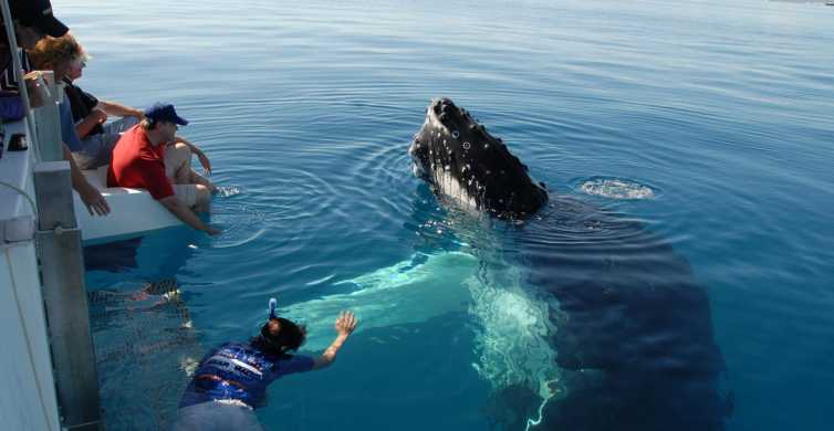 Hervey Bay Exclusive Whale Watch Encounter