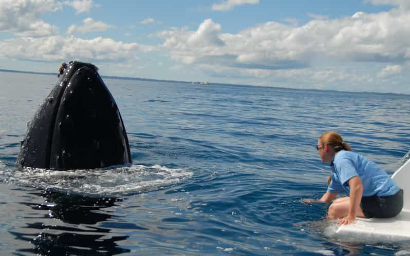 Hervey Bay: Exclusive Whale Watch Encounter | GetYourGuide