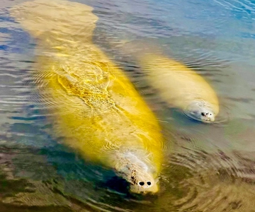 Naples, FL: Manatee Sightseeing and Wildlife Boat Tour