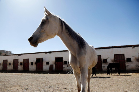 Excursion privée à cheval dans le désert de DohaAu départ de Doha : Randonnée à cheval dans le désert