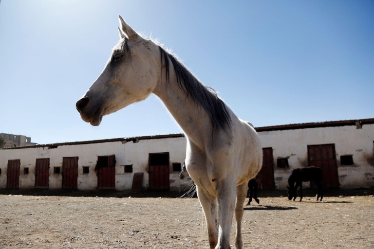Excursion privée à cheval dans le désert de DohaAu départ de Doha : Randonnée à cheval dans le désert