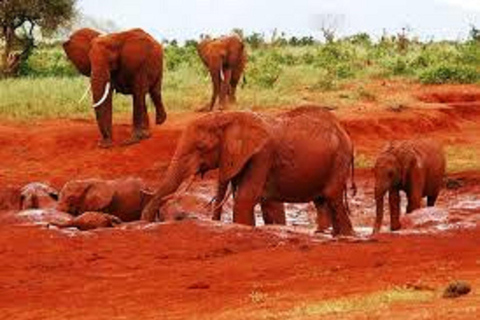 5 Days Amboseli / Tsavo East & Tsavo West Safari