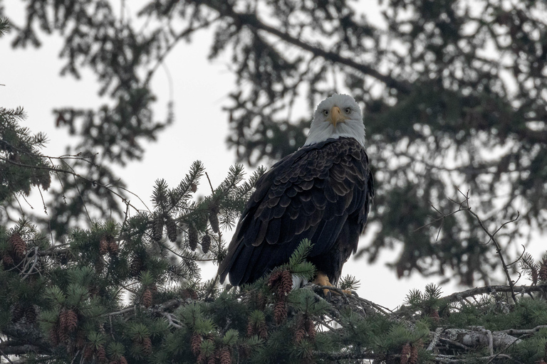 Nanaimo: Whale Watching Semi-Covered Boat Tour