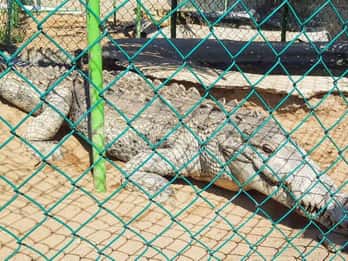 -Acapulco:3 Palos Lagoon Boat Ride& Crocodile Farm Exprience
