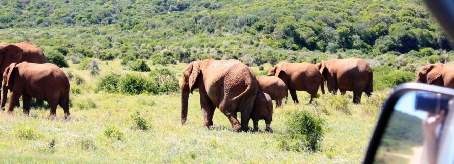 From Cape Town: 5-Day Best of Garden Route & Addo Safari