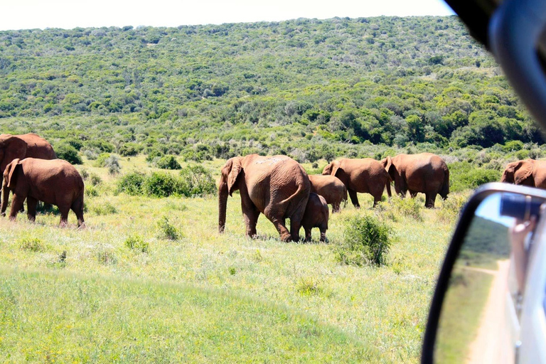 Von Kapstadt aus: 5-tägige Best of Garden Route und Addo SafariTour mit geteiltem Schlafsaal in einer Backpacker-Unterkunft