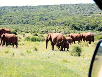 Ab Kapstadt: 5-tägige Tour Garden Route und Addo Ab Kapstadt: 5-tägige Tour Garden Route und Addo
